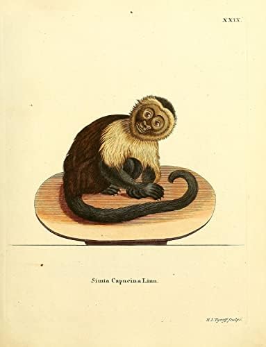 Panamanian White Faced Capuchin PriMate Monkey Vintage Wildlife Decor Zoologia Ilustração Antique Poster de Impressão de Fine Artes - 18x24 - Arquivo Matte