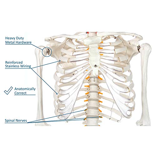 Modelo de esqueleto humano científico do eixo para pacote de anatomia, sistema esquelético de tamanho de vida de 5 '6 , 206 ossos, réplica médica interativa de garantia de 3 anos, guia de estudo, suporte de rolagem ajustável e tampa de poeira