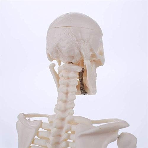 Modelo de Ensino, Modelo de Esqueleto de Anatomia Humana de 45 cm