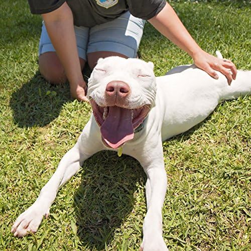 PetPost | Shampoo de Whitening para cães - Melhor tratamento de iluminação para cães com pêlo branco - Soothing Watermelon Scent - Maltese, Shih Tzu, Bichon FRIZE APROVADO - 16 onça