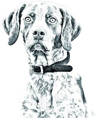 Ponteiro, lápide oval de azulejo de cerâmica com a imagem de um cachorro