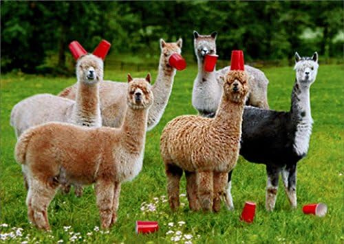 Alpacas com copas vermelhas Avanti Funny Birthday Card