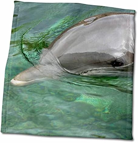 3drose México, Caribe. Retrato comum de golfinhos -garrafas - toalhas