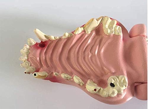Modelos de torso e esqueleto Anatômico, modelo odontológico canino, réplica de anatomia do corpo animal de mandíbula
