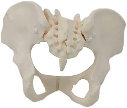 Modelo de esqueleto pélvico flexível feminino flexível, modelo de anatomia científica, para parteira em obstetrícia, modelos
