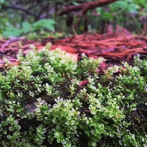 Mainam Plagiomnium affine pérola musgo cultura de tecidos vivos plantas aquários decorações de água doce tanque de peixe aquático