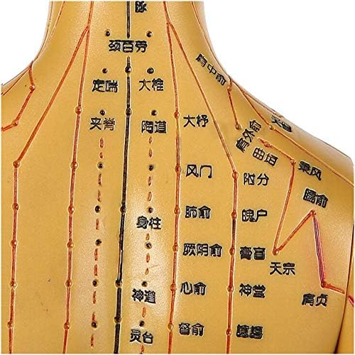 Modelo de acupuntura de ponto meridiano humano - modelo de acupuntura feminina de 50 cm - Modelo de borracha de borracha de borracha