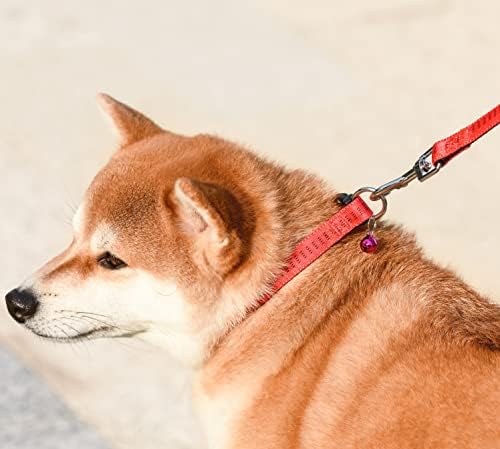 Avelora 4 pés de gola de cachorro e coleira, coleira ajustável e colarinho com sino para pequeno animal de estimação