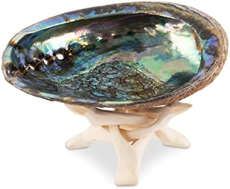 Desejo bem natural da concha de abalone de 5,5 a 6 polegadas, com suporte de madeira - suporte de incenso e tigela de manchas de