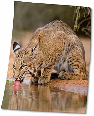 3drose Danita Delimont - Big Cats - Bobcat, Lynx Rufus, Drinking - Toalhas