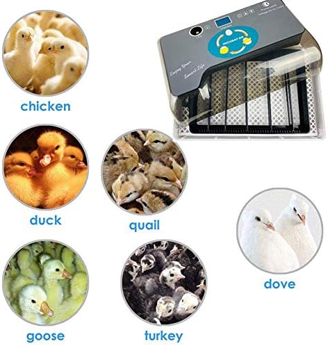 Zapion ovo incubadora automática giro de aves 12 controle de temperatura de ovo para galinhas patos pássaros de ganso