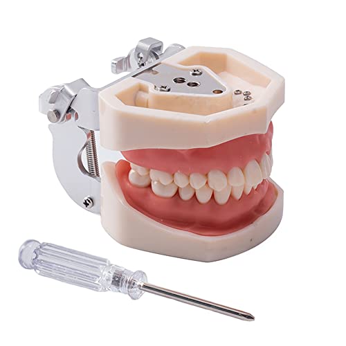 Modelo Snawop Dental Typodont com dentes removíveis Procedimentos restauradores periodontais com goma macia e chave de fenda para estudo de dentes orais e ensino