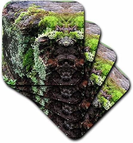 3drose Rotten Wood With Lichen Mirror Photo - Coasters