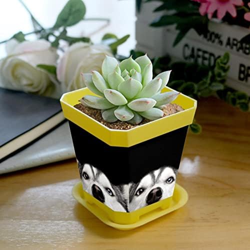 8 PCs Pots para plantas espreitando plantadores de plástico husky siberianos com orifícios de drenagem e bandeja, vasos de planta para flores externas em interior suculentas