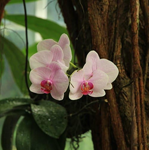Orquídeas rosa - estilo de tela embrulhado 12 x12 impressão de arte