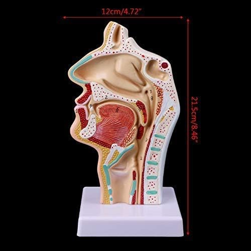 Modelo de ensino de RRGJ, Assembléia Modelo de Anatomia da Cavidade Nasal de Cavidade Humana, Ferramenta de Aprendizagem de Ferramentas