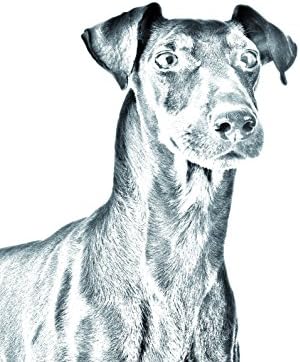 Manchester Terrier, lápide oval de azulejo de cerâmica com uma imagem de um cachorro