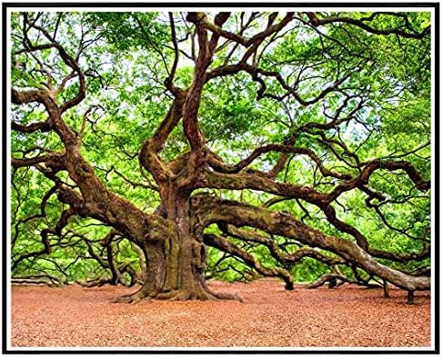 UMSUFA OAK TREE CHARLESTON USA PINTURA POR KITS Número para adultos para crianças pinturas a óleo Canvas Decoração de parede