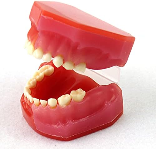 KH66ZKY CRIANÇAS Modelo de dentição decídua - Modelo de dentes - Dentista Ensino Modelo de Higiene Oral - 1PC Tool de Tool Medical
