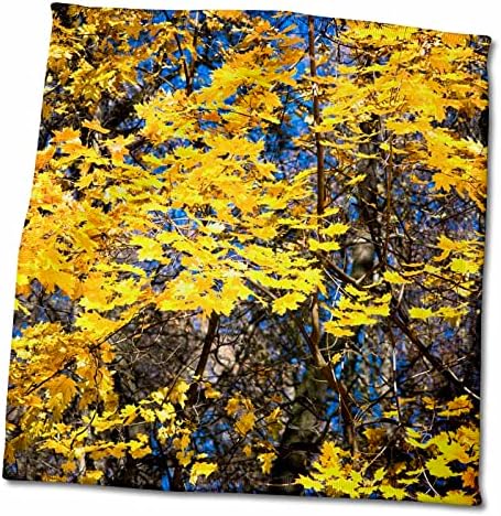 3drose bordo árvore, folhas amarelas, céu azul, temporada de outono dourado - toalhas