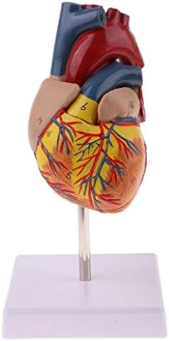 RRGJ Modelo de ensino, tamanho da vida Human Anatomical Heart Model - destacável 2 peças - Organ Anatomy School Medical Teaching Learning Tools Biology Biology Biology