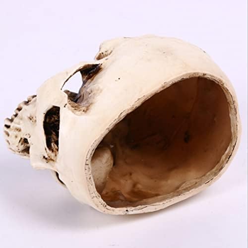 PretyZoom 2 PCs Halloween Homehold Skull Skull Head Shape Plonts Suculento