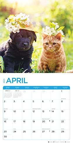 2023 gatinhos e filhotes calendário de parede mensal por dia brilhante, fabricado nos EUA, 12 x 12 polegadas, fofas fofas de fotos de animais de estimação