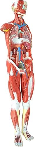Modelo anatômico do músculo humano de Shengang, sistema muscular do sistema muscular 3D Estudo médico Estrutura do corpo Modelo de 27 Órgãos removíveis, para treinamento educacional médico