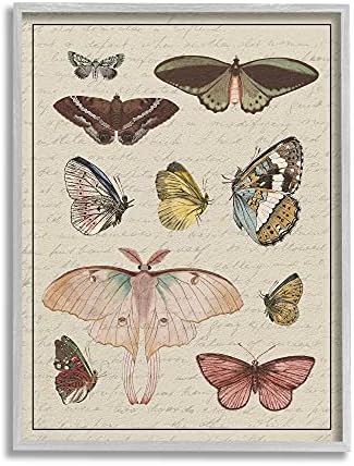 Stuell Industries Vintage Moth e Butterfly Wing Study Over Script, projetado por Daphne Polselli Grey emoldurada arte de parede,
