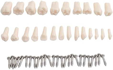 Modelo de dente decíduos KH66ZKY - Modelo de dentes de Typodont - Modelo de dentes humanos Modelo de escovação de dente