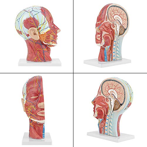 Modelo do cérebro Modelo Anatômico Educação Científica Médica Cabeça Human Brain Neck Mediana Modelo de estudo com estrutura interna vascular muscular