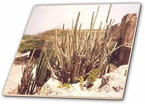 Imagem 3drose de plantas de sobremesa que crescem na ilha exótica de Aruba - telhas