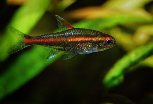 WorldWidetropicals vivem peixes de aquário de água doce - tetras de neon de 1 de fogo - 6 pacote de peixes tropicais ao vivo - Ótimos para aquários - preenchem seu tanque de peixes!