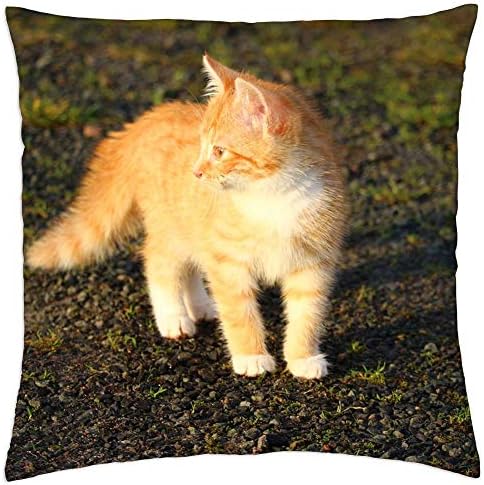 Capa de travesseiro de arremesso de lesgaulest - gato gato gato bebê jovem gato vermelho gato doméstico 2