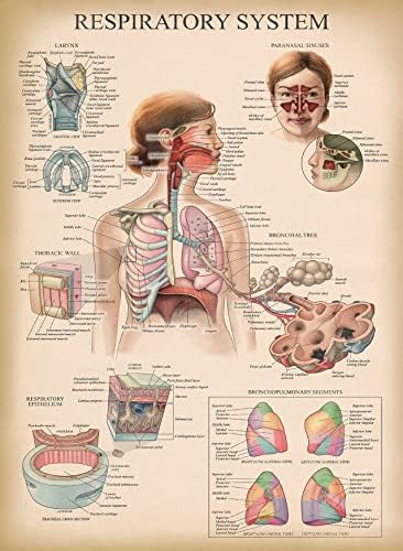 13 Pacote - pôsteres de anatomia vintage - laminados - muscular, esquelético, digestivo, respiratório, circulatório, endócrino,