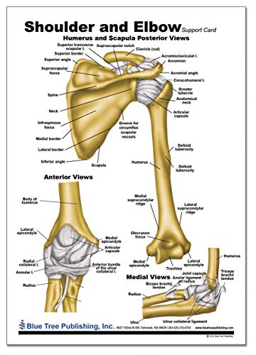 Gráfico de anatomia de ombro e cotovelo