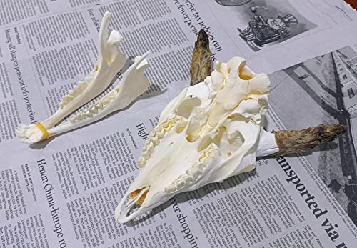 1PCS Real Skull Collection Skull Skull Spurin Spimen Ensinar Modelo Coleção Casa