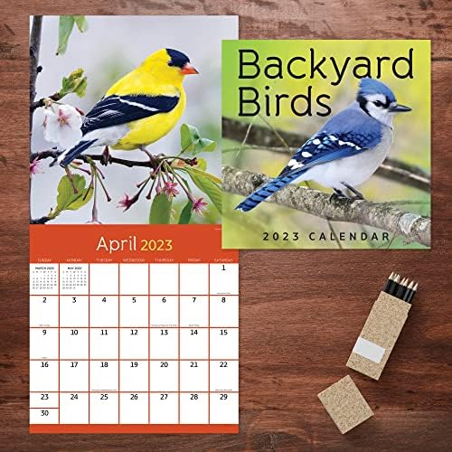 TF Publishing Backyard Birds 2023 Calendário de parede 12 meses | Premium 2023 Parede do calendário | Grande calendário
