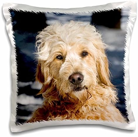 Retrato 3drose de um cachorro Goldendoodle no Snow-Us32 ZMU0073-Zandria Muench Beraldo-Pillow, de 16 polegadas