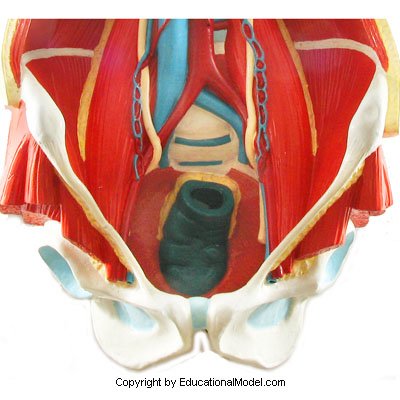 Pelvis humano Urinário 0,8x Tamanho da vida 3D Modelo anatomical Anatomia educacional