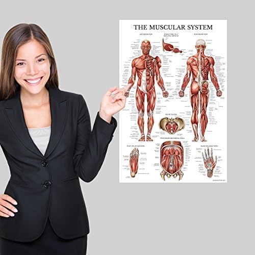 Palace Learning 2 Pack - Sistema muscular Anatômico Poster + Sistema Digestivo Gráfico de Anatomia