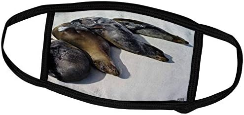 3drose Galapagagos Sea Lion, Zalophus Wollebaeki, em Gardner Bay Galápagos. - Tampas de rosto