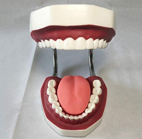 Modelos de torso e esqueleto PSVOD Anatômico, 6 vezes do modelo de ensino de dentes dentários de tamanho da vida, dente de demonstração padrão adulto com a língua crianças escovando os dentes para educação oral precoce requintada