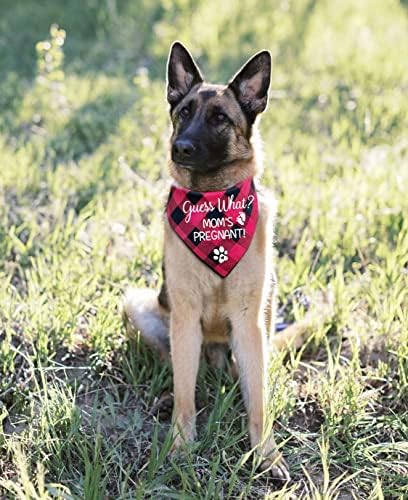 Ntkio engraçado xadrez de algodão vermelho cães de animais de estimação Anúncio de gravidez Bandana, adivinhe o que minha