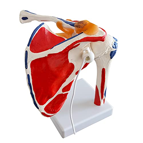 Modelo da articulação do ombro evotech c/inserções musculares e origens pintadas, esqueleto de anatomia médica Elenco