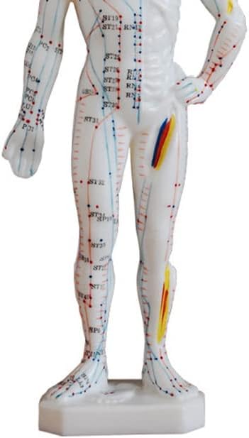 ZMX Modelo de acupuntura corporal humano - 23cm Ensino médico Modelo de acupuntura masculina humana - Para o modelo