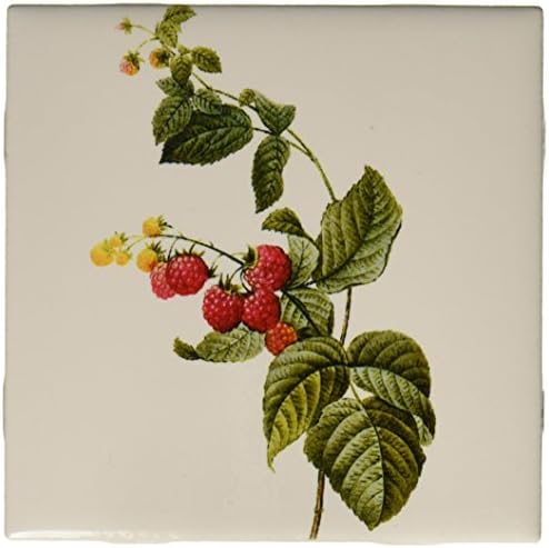 3drose CT_106861_1 Redoute vintage aquarela de frutas-marinho rubus sp-cerâmica, 4 polegadas