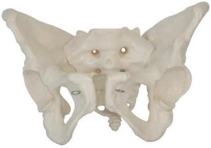 Doc.Royal Human 1: 1 Tamanho Feminino adulto Pelvis Modelo de simulação Modelo Médico Anatomia