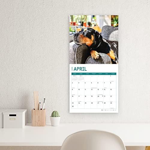 2023 Rottweilers Wall Calendário por dia brilhante, 12x12 polegadas, fofo adorável fotografia de cachorro de estimação