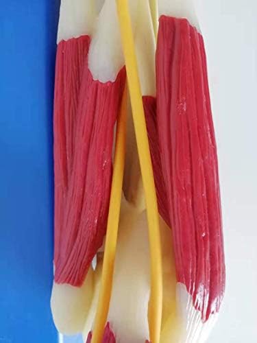 Modelos de torso e esqueleto anatômicos, músculos do modelo de anatomia, junta do cotovelo com modelo de músculos, réplica de anatomia do corpo humano da articulação normal do cotovelo musculoso para médicos da ferramenta educacional do escritório, suprimentos médicos